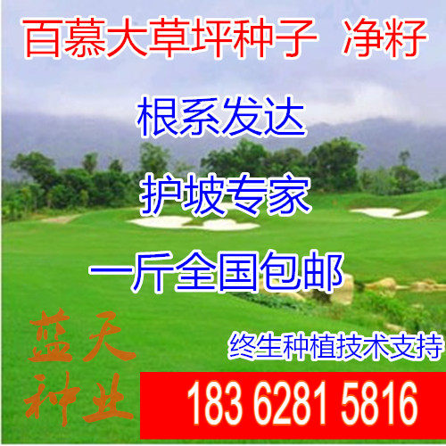 狗牙根草坪种子净种子草籽百慕大狗芽根低矮 EcFWbXeF