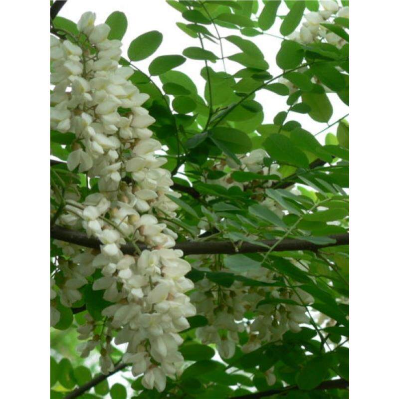 刺槐种子 白花刺槐树香花槐 紫穗槐洋槐蜜蜂采蜜槐花黄花槐树种籽