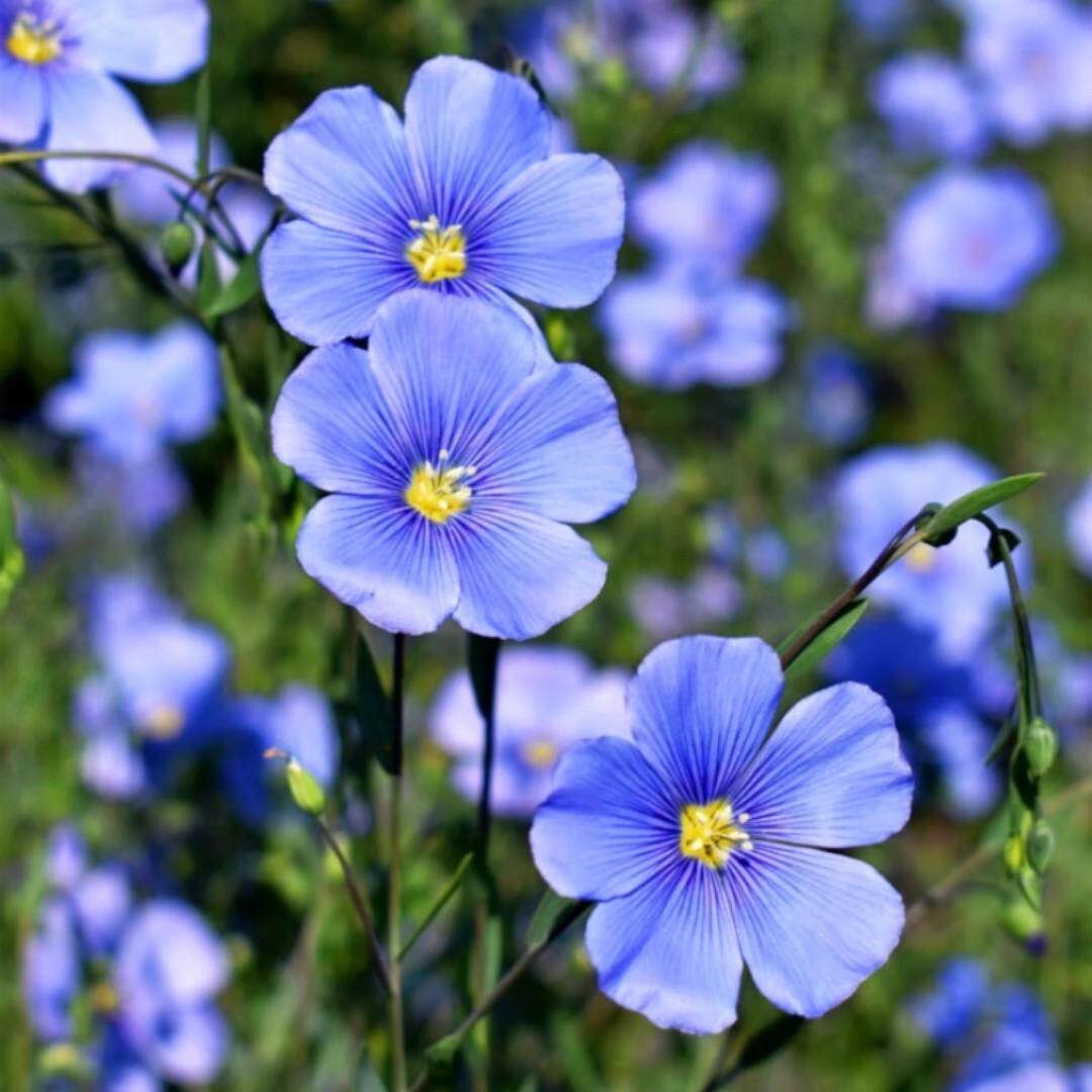 蓝花亚麻种子蓝色花海宿根多年生耐热耐寒豆麻花种籽庭院阳台