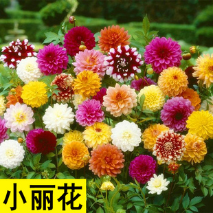 迷你小丽花种子 盆栽草花易种 小丽菊花卉种子 阳台庭院四季播