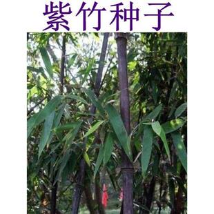 紫竹种子 楠竹 小叶 金镶玉竹种子竹子种子 毛竹树种子 紫色竹子