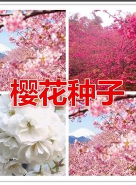 种子 树种子红种子 粉色 白色