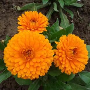 金盏菊种子金盏花种子四季易种花种子长生菊花海易种盆栽耐寒耐阴