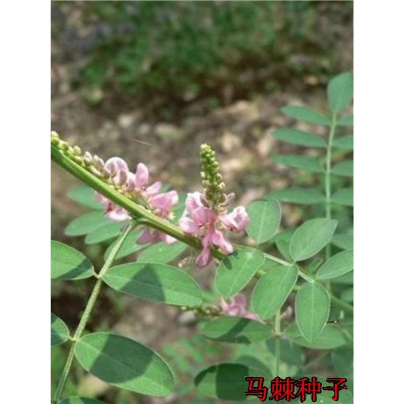 销售马棘种子别名野蓝枝子种子狼牙草种子保土护坡小灌木种子