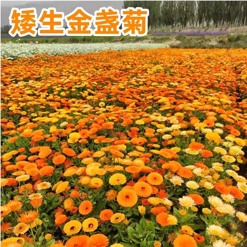 矮生金盏菊种子四季播