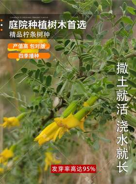 柠条种子 小叶锦鸡儿种籽 抗旱治沙多年生护坡绿化林木灌木