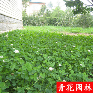 白三叶草种子红三叶草籽绿化草坪四季常青红花酢浆草盆栽花卉植物