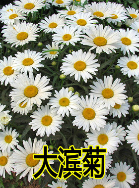 大滨菊种子西洋滨菊种子 阳台盆栽花园花卉大花白色大滨菊种子