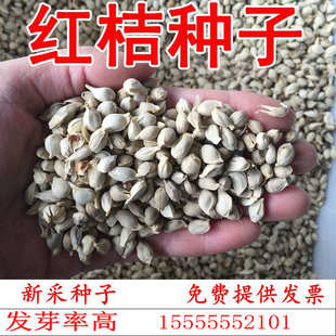 红桔种子枸橘枳壳臭橘红橘柑橘香橙籽可嫁接砧木铁篱笆围墙树种子