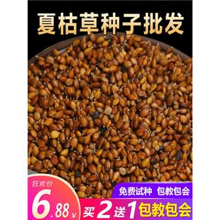 散装夏枯草种子材白毛夏枯草种籽子四季种植另有野生黄芩苗孑