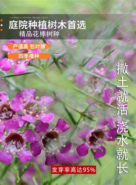 牧草种子花棒种子花棒灌木种籽细枝岩黄芪牛羊饲料固沙灌木观赏种