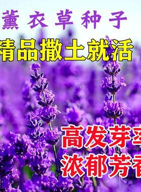 薰衣草种子孑籽花苗花籽见土就活的花南方四季室外多年生花种庭院