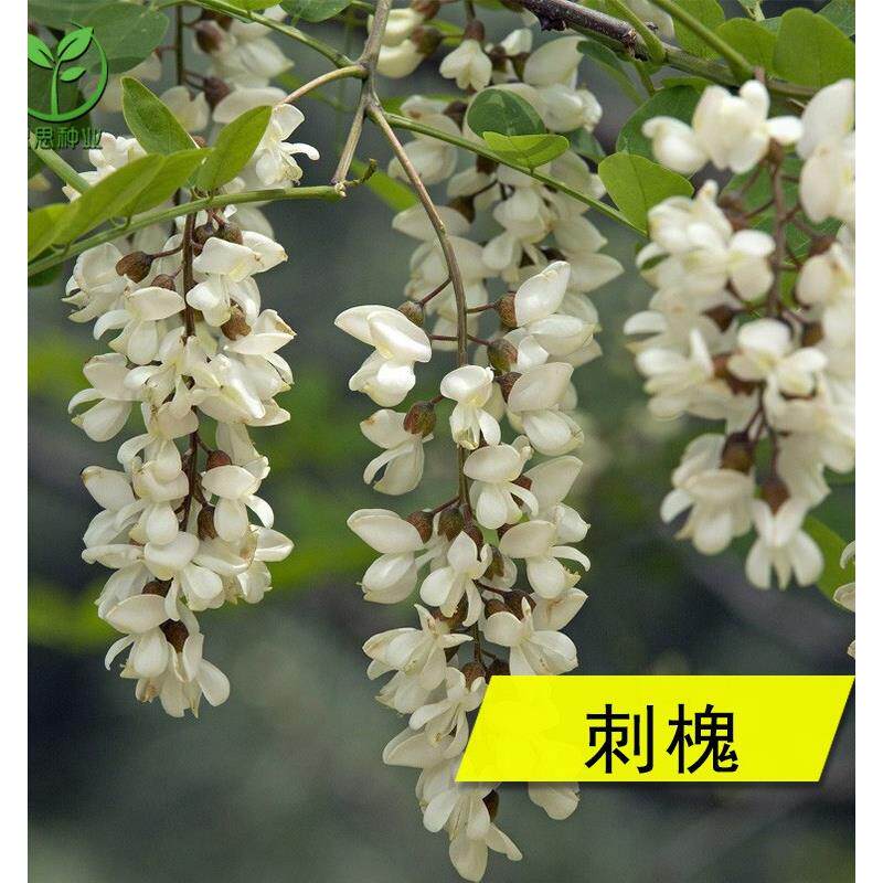 刺槐树种子洋槐刺儿槐园林景观观赏树苗带槐花树种子当年新采