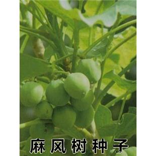 麻疯树种子苗木种子麻风树种子 桐油树种子能源树柴油树 林木种子