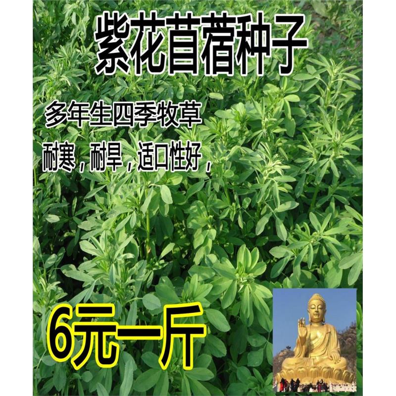 紫花苜蓿种子 猪牛羊兔鱼饲料鸡鸭鹅多年生四季南方北方 牧草种子
