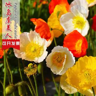 东方虞美人花种籽子冰岛虞美人红色混色春秋矮多年生耐寒花卉种子