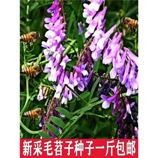 四季果园绿肥种籽光叶紫花苕种子毛苕子养蜂蜜源植物牧草草籽
