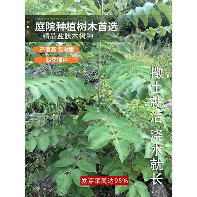 盐肤木种子 蜜源树种子别名五倍子种子 花木林木苗木种子