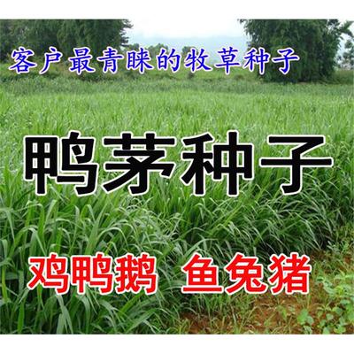 果树草种子提摩西种子果园鸭茅种牧草籽叶片柔嫩 适口性好