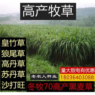 开法牧草多年生黑麦草种子耐寒冬牧70种子养牛羊鸡鹅鱼苜蓿草种籽