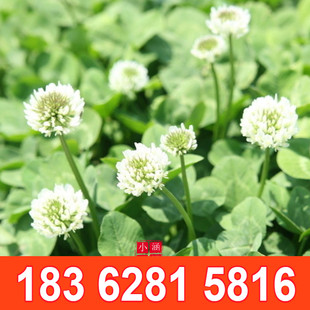 红三叶草籽绿化三叶草种籽草坪四季白三叶草种子牧草车轴草籽护坡