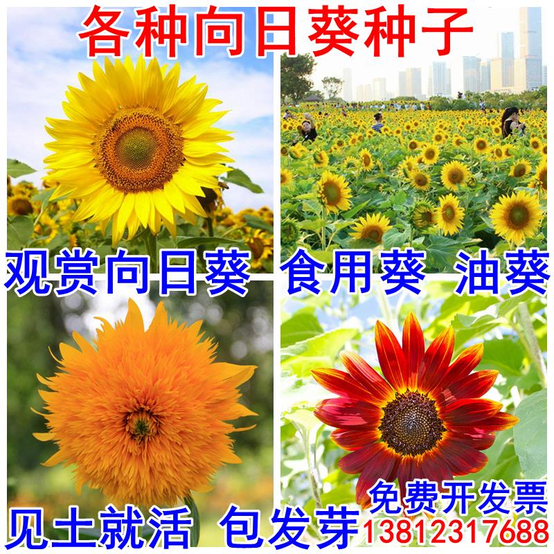 向日葵种子观赏食用切花种籽葵花籽油葵矮秆多头室内外盆栽孑双星
