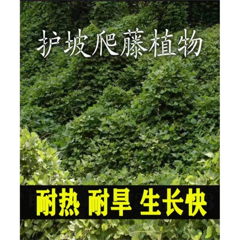 葛藤种籽爬山虎大花牵牛花油麻藤边坡矿区绿化护坡爬藤植物草籽孑