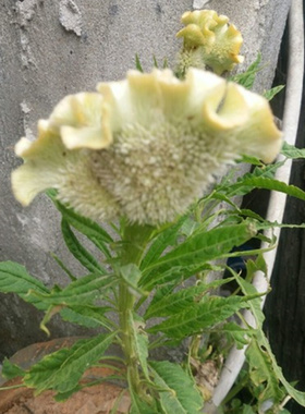 白色鸡冠花花籽苗耐旱耐热四季种易活盆栽庭院扇状凤尾鸡冠花种子