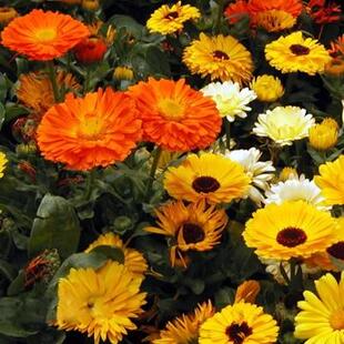 金盏菊种子矮生长生菊花种籽室内盆栽多年生花草庭院花卉四季耐寒