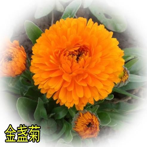 矮生多年生花籽金盏菊波斯菊四季种户外庭院花海秋季花草野花组合