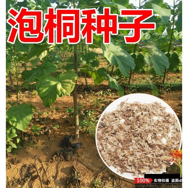 泡桐树种子轻型木质木材树木白花大果泡桐空桐树工程绿化新采种籽