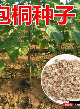泡桐树种子轻型木质木材树木白花大果泡桐空桐树工程绿化新采种籽