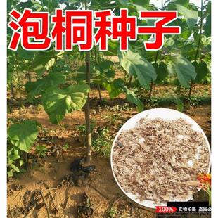 泡桐树种子轻型木质木材树木白花大果泡桐空桐树工程绿化新采种籽