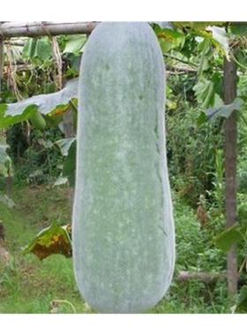 直销绿色蔬菜种子 特种 太空育种 超巨型冬瓜 每人限够100粒