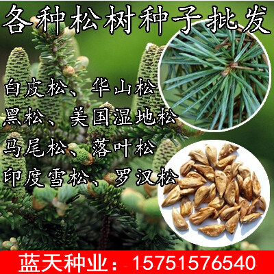 松树种子 油松 白皮松 雪松 华山松 黑松 罗汉松 湿地松种子