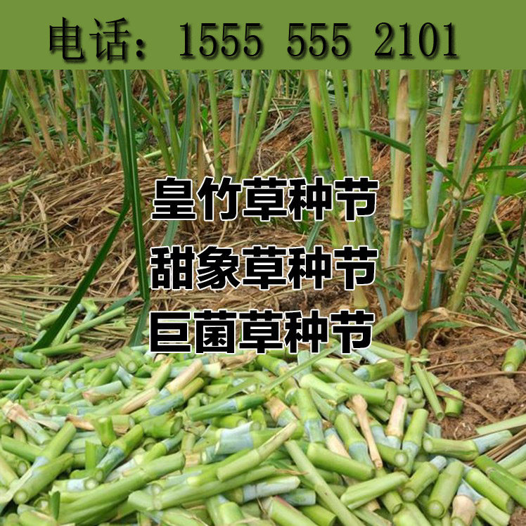 皇竹草种节甜象草巨菌草红象草四季多年生牧草种子猪牛羊鸡鸭鹅兔