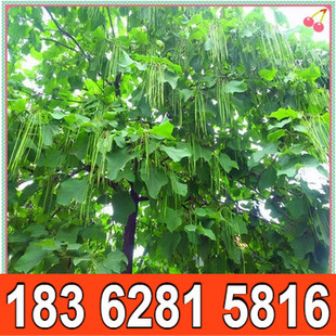 梓树种子 花楸 水桐 河楸 黄金树 臭槐树 梓实 梓白皮 辛树种子