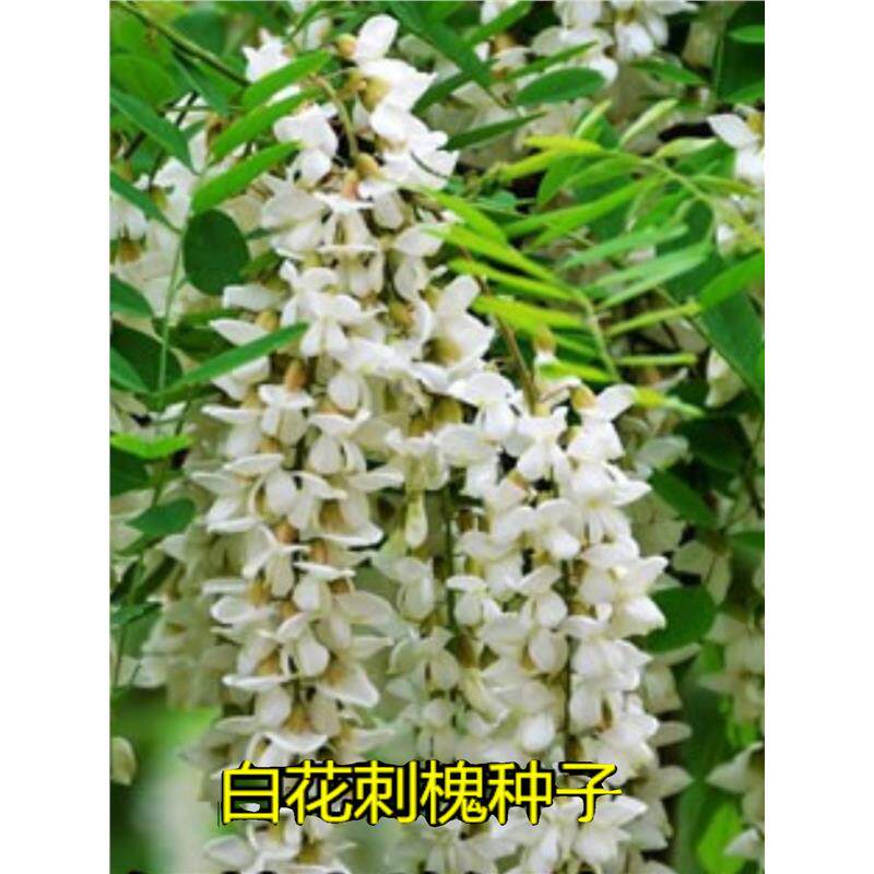 刺槐种子白花刺槐红花刺槐林木种子洋槐树种子洋槐花种子国槐种子