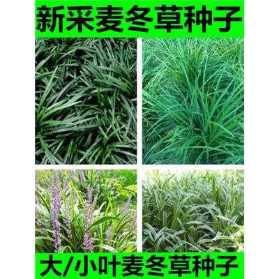 新采药材玉龙草金边麦冬草日本矮麦冬草籽矮脚麦冬种子