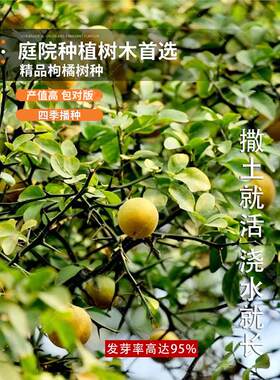 枸橘种子小叶香橙四川红桔柠檬嫁接柑桔沙糖桔沃柑脐橙积壳枳壳籽