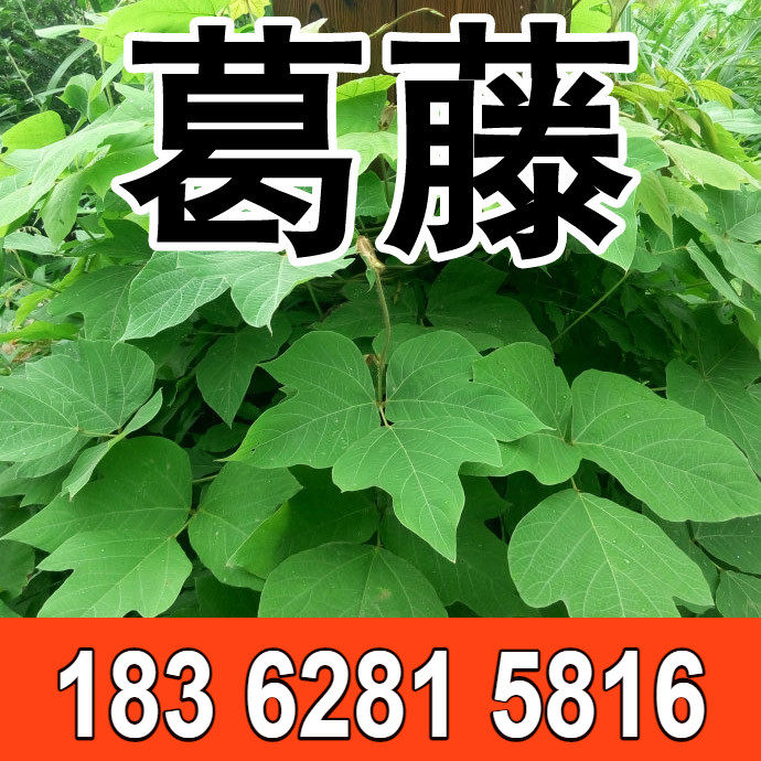 葛藤种子葛根爬山虎牵牛花油麻藤山边坡矿区绿化护坡爬藤植物种籽
