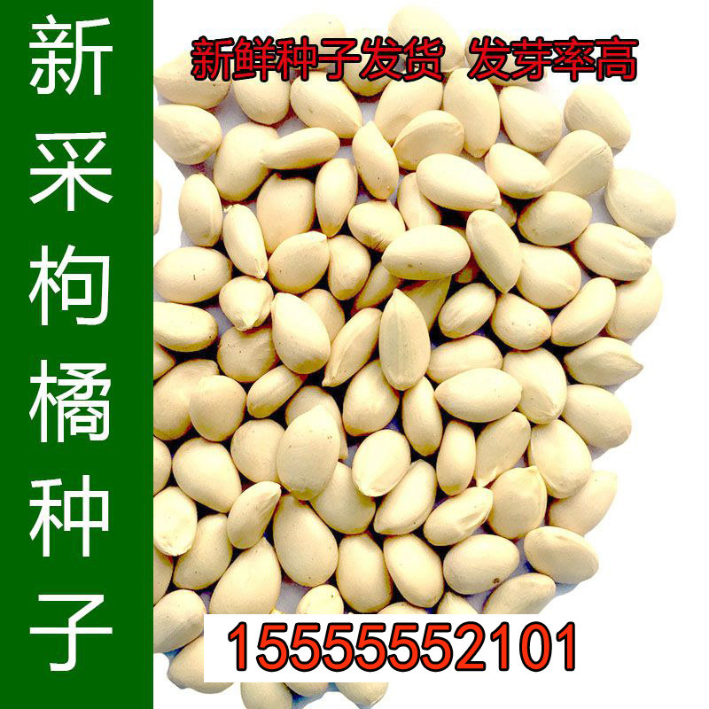 新采嫁接柑橘 甜橙 砂糖橘砧木种子香橙枳壳种子红橘种子