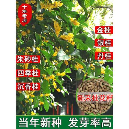 桂花种子浓香型庭院室内外阳台盆栽易活花卉金银桂四季桂花树种籽