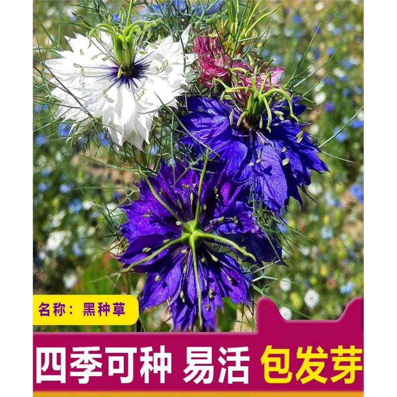 黑种草种子四季播种开花波斯宝石室外庭院易活阳台盆栽花种籽子
