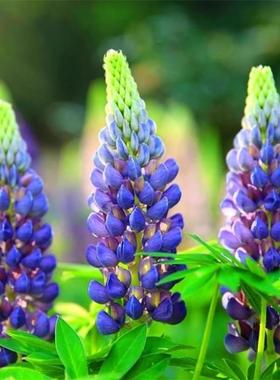 蓝色鲁冰花种子易活多年生草本羽扇豆四季花籽盆栽室外花种子耐寒