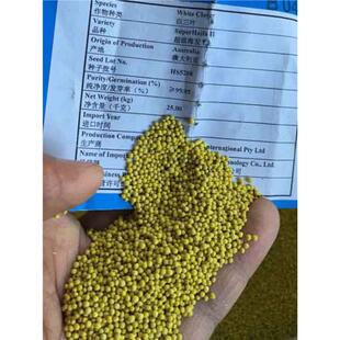 白三叶草种子红三叶草种子进口草籽四季青草坪种子牧草种子花种子