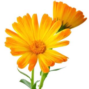 金盏菊种子金盏花种子四季易种花种子长生菊花海易种盆栽耐寒耐阴