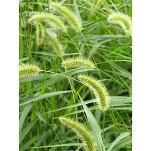 护坡草籽观赏狼尾草种子狗尾巴草种子狗尾草种子野芒草种子护坡种