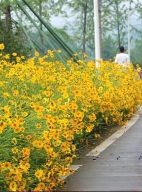 大花金鸡菊种子二年生宿根纯黄色菊花种籽四季易活播种耐旱耐热花