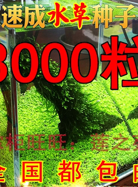 前景草超迷你矮珍珠趴地珍珠牛毛草伊乐藻种子鱼缸